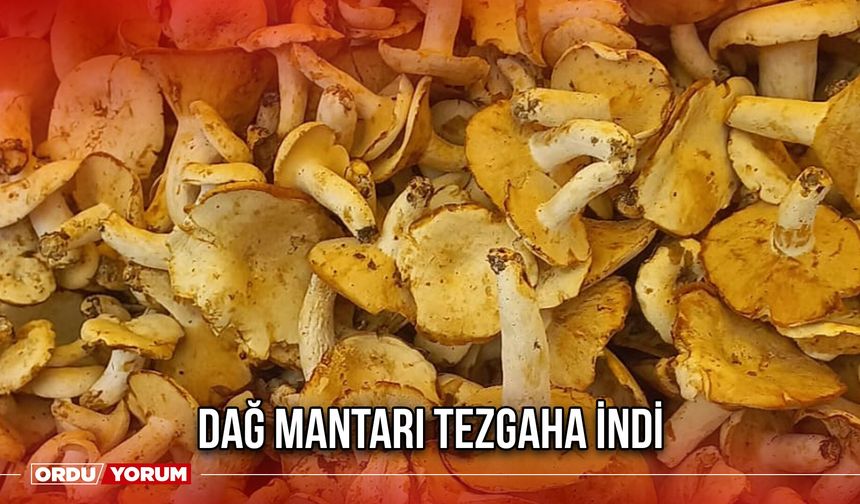 Dağ Mantarı Tezgaha İndi
