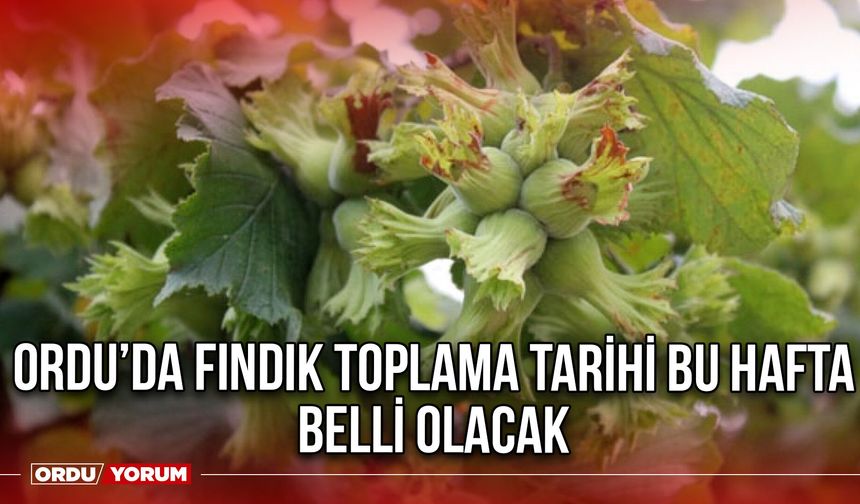 Ordu’da Fındık Toplama Tarihi Bu Hafta Belli Olacak