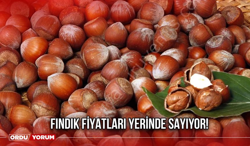 Fındık Fiyatları Yerinde Sayıyor!