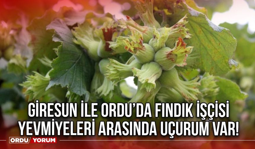 Giresun ile Ordu’da Fındık İşçisi Yevmiyeleri Arasında Uçurum Var!