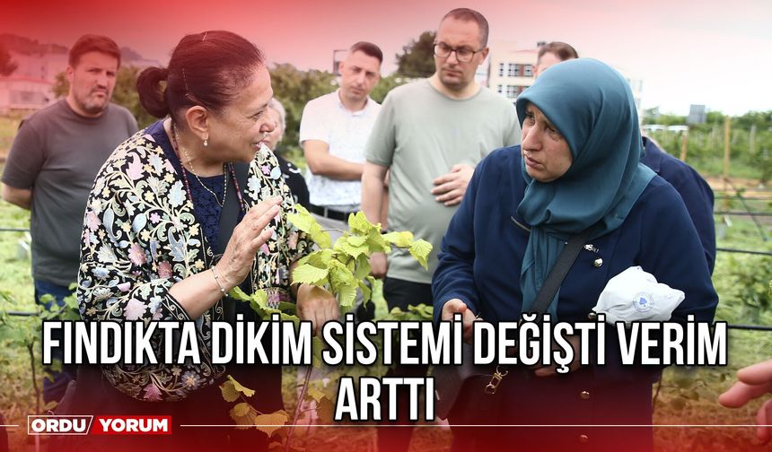 Fındıkta Dikim Sistemi Değişti Verim Arttı