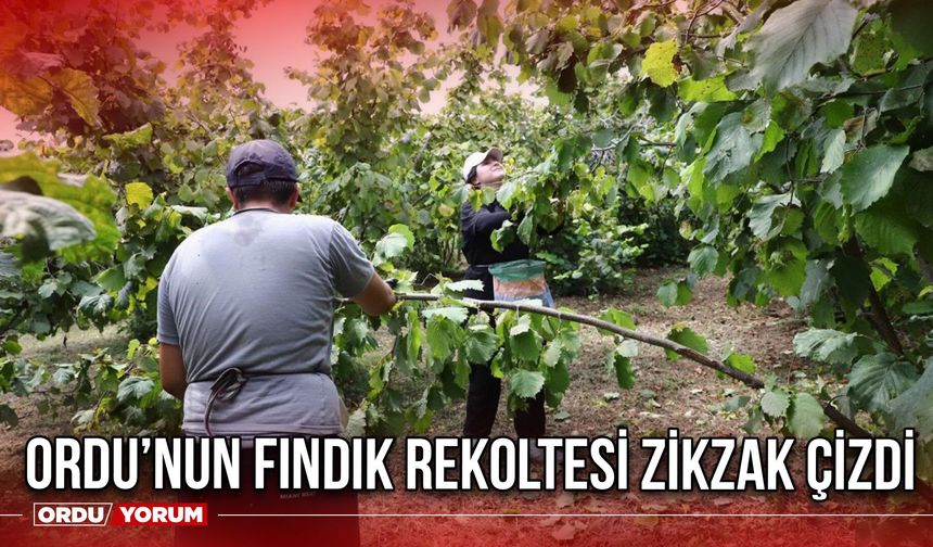 Ordu’nun Fındık Rekoltesi Zikzak Çizdi