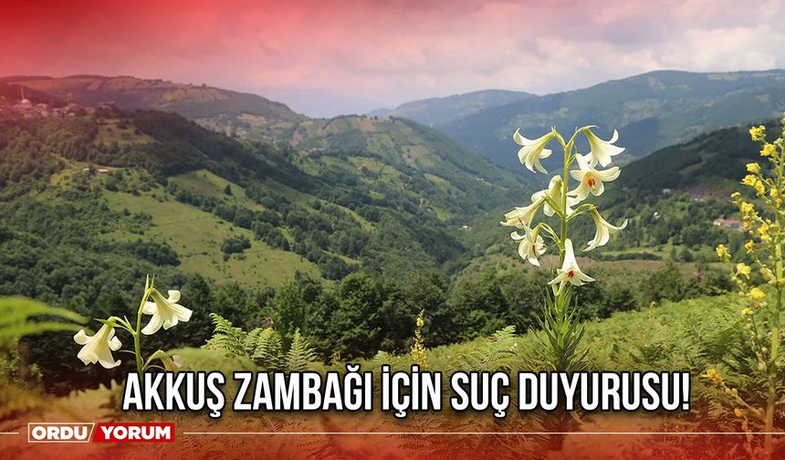 Akkuş Zambağı İçin Suç Duyurusu!