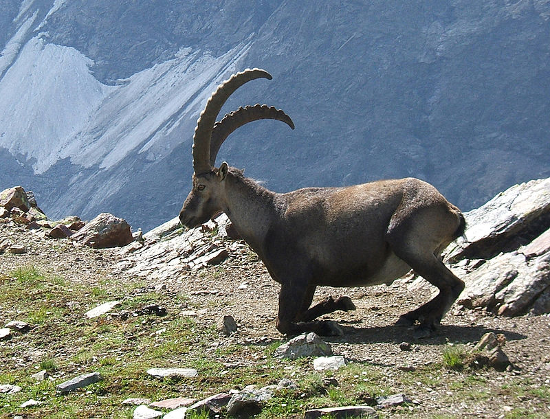 Dağ Keçisi