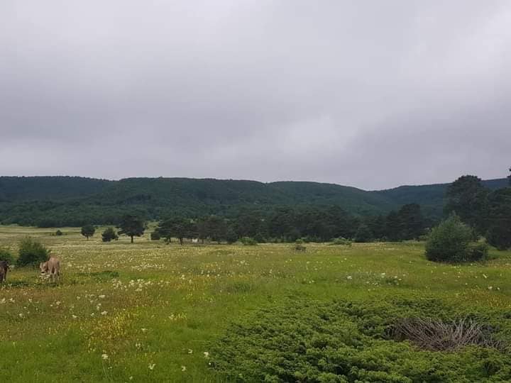 ordu satılık yayla 1