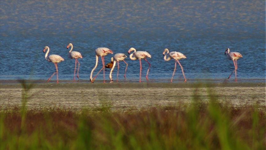 burdur-golu-flamingolari