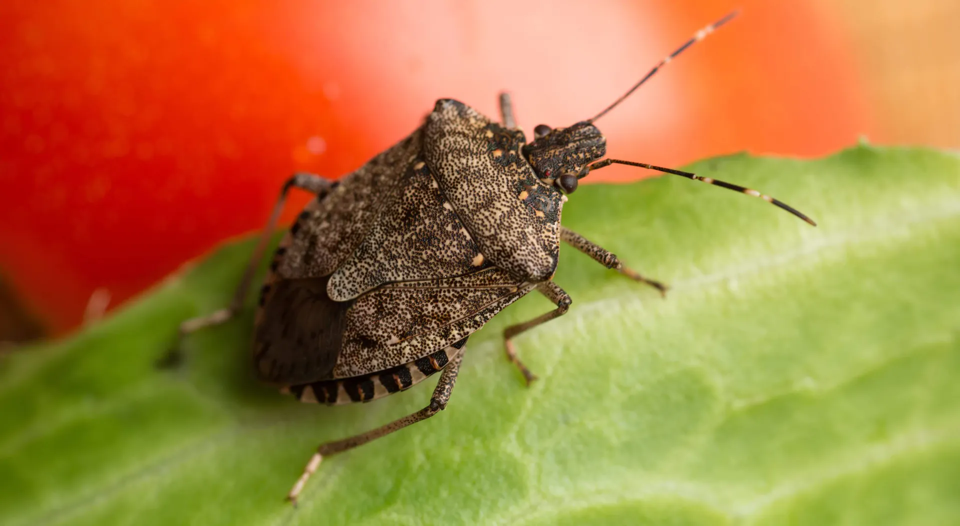 Pentatomidae