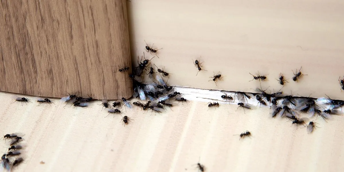 ants-crawling-baseboards-1-1920w.jpg