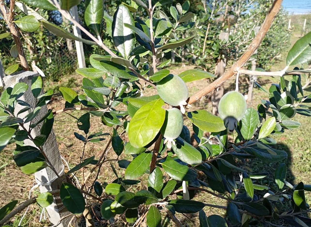 Feijoa Hasadı 1-1