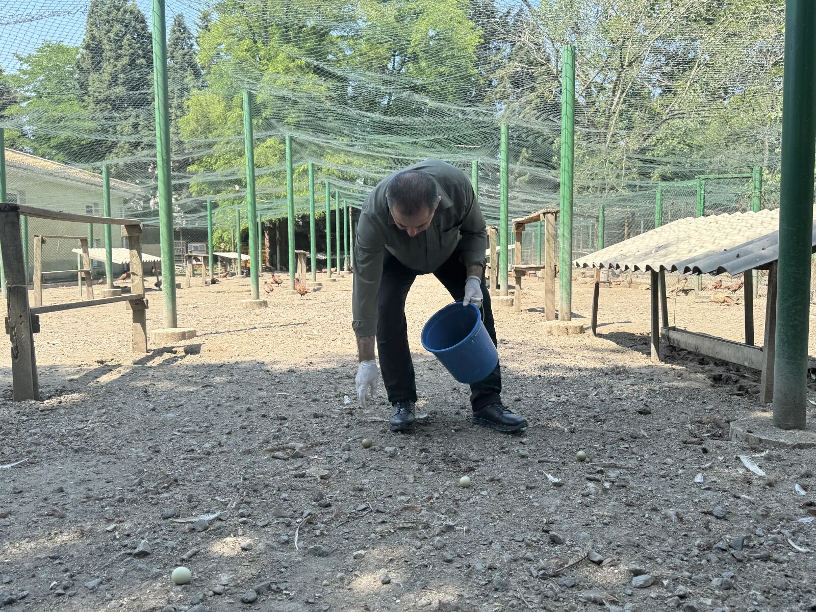 Kokarca Sülün 2