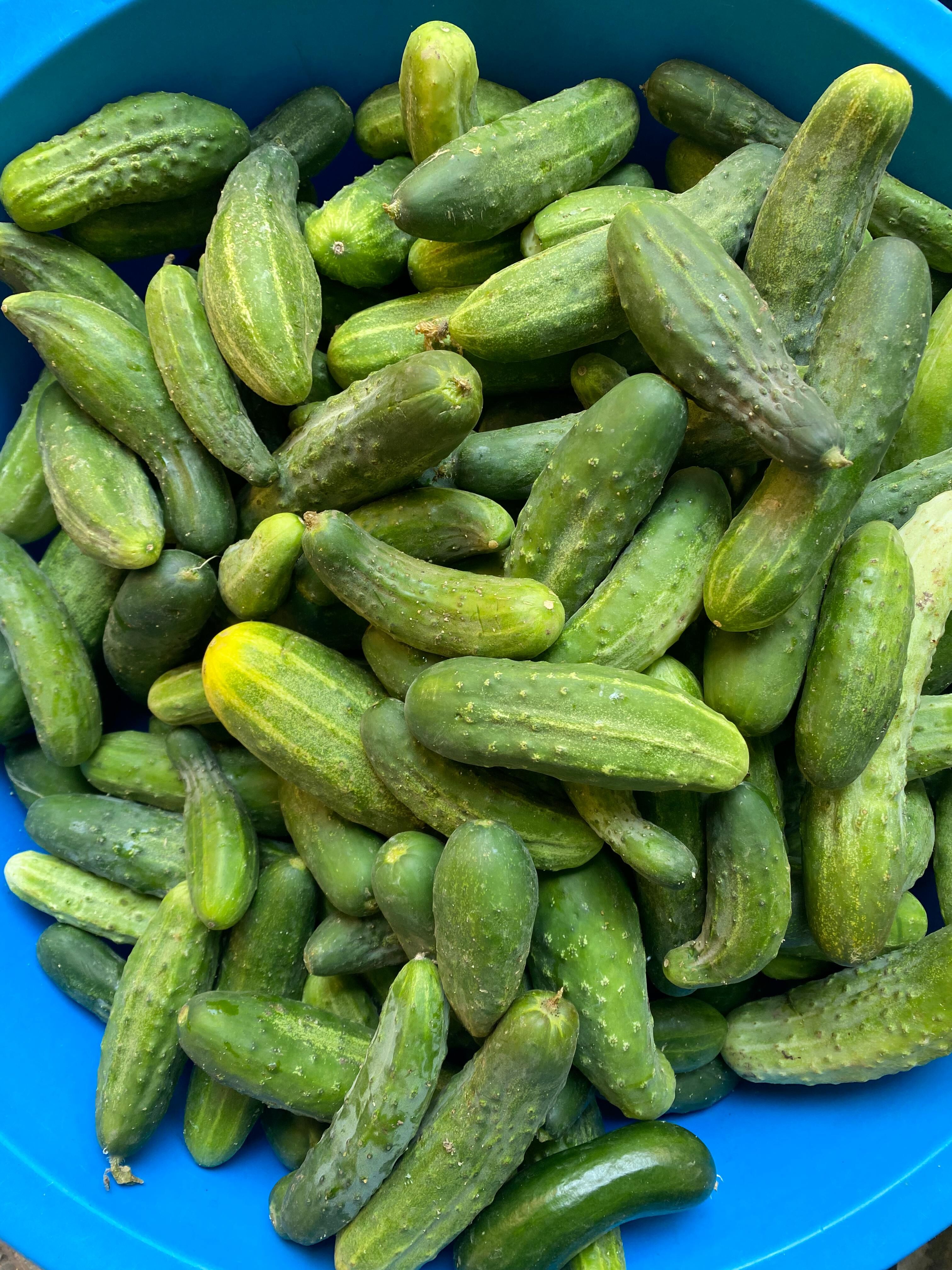 Köy Salatalığı 1