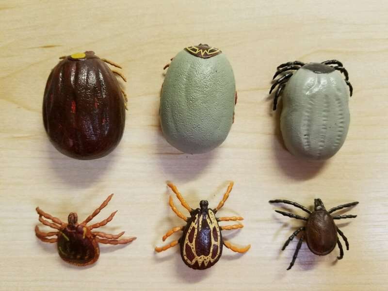 Kene Isırığı 1